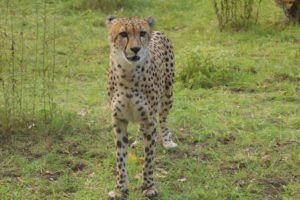 ZOO Gdańsk - Atrakcje dla dzieci Gdańsk - rodzinnykompas.pl